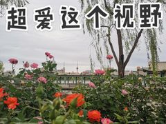 -莲花池公园