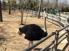 -大连森林动物园