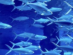 -北戴河圣蓝海洋公园