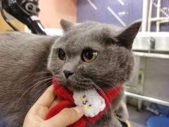 -车接车送·寄养洗护·德文猫舍(大宁店)