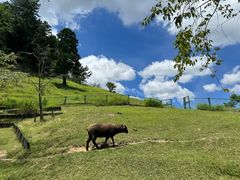 -神户市立六甲山牧场