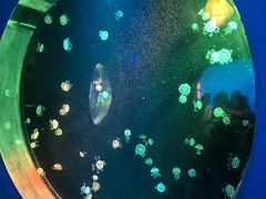 -太平洋海底世界