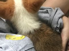 -翊宠yipet猫狗购宠庄园犬舍•猫舍