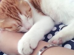 -芭比堂动物医院·犬猫全科·异宠专科(雁塔分院)