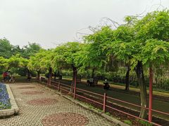 -嘉定紫藤园