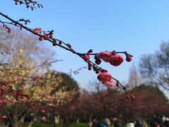 -听松楼·花园酒店·自助餐厅(红梅公园店)