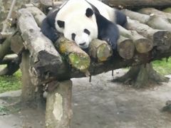 -都江堰中华大熊猫苑