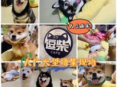 -逗柴咖啡屋·狗咖猫咖宠物桌游