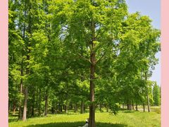 -黄海国家森林公园