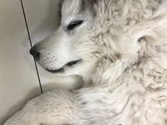 -宠福鑫康馨动物医院·骨科·眼科