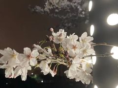 -高东镇樱花园