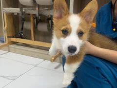 -嘉馨宠物医院·CT影像转诊·心脏科·犬猫全科诊疗中心(下沙大学城院区)