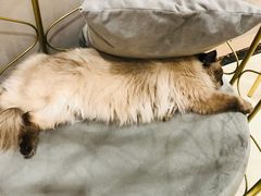 -藏猫猫咖啡主题馆(中央大道店)