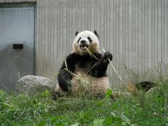-卧龙中华大熊猫苑神树坪基地