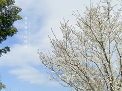 -径山花海