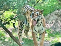 -北京野生动物园