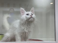 -青奢宠物·青奢猫舍