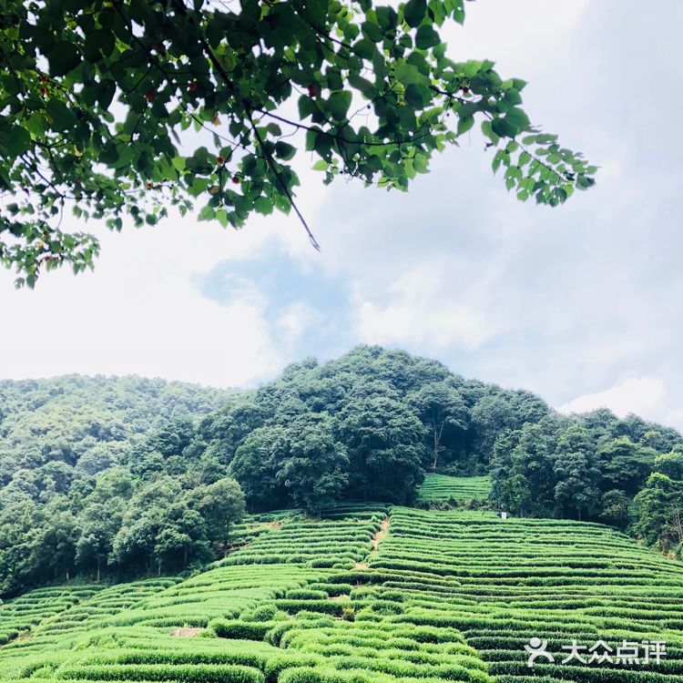 杭州旅游景点攻略之梅家坞