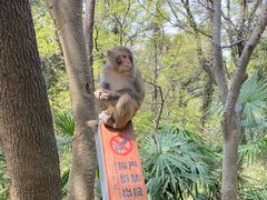 -苏州上方山国家森林公园