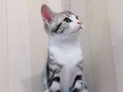 -宠爱国际动物医院·消化内科·心肾内科·ISFM猫友好(望京店)