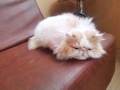 -MOCHA明星猫咖(田子坊店)