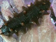 -晓芹海参(榆树店)