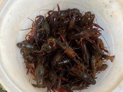-同銮特种养殖场·龙虾垂钓