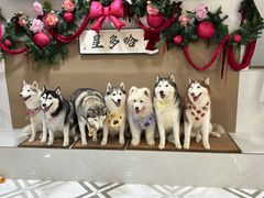 -星多哈·狗咖·拼豆·咖啡