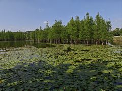 -白鹭湾湿地公园