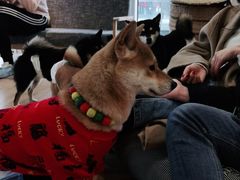 -南京Hallo宠物乐园·哈罗犬舍·柴犬繁育基地