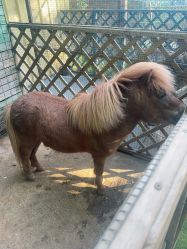 -萌宠亲子动物乐园(槐房万达店)