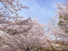 -顾村公园