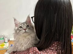-猫大福·Fortune Cat猫舍(百子湾店)