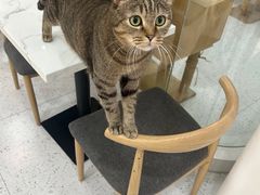 -喵园·猫主题咖啡厅·撸猫·猫咖(国贸店)