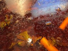 -肖肖酸萝卜鱼火锅(总店)