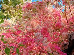 -深圳国际园林花卉博览园