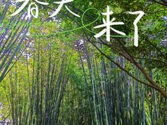 -望江楼公园