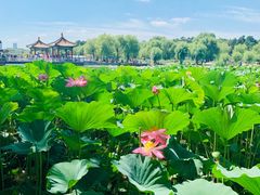 -长春市南湖公园