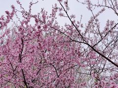-桃花堤公园