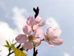 -天适樱花悠乐园