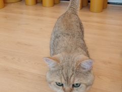 -有喵·猫咖·狗咖·40+猫狗有小奶狗(岗厦店)