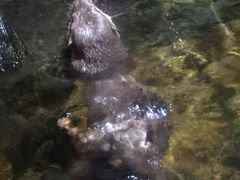 -暹罗海洋世界