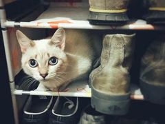 -宠爱国际动物医院· 猫科· 外科·中兽医(长白店)