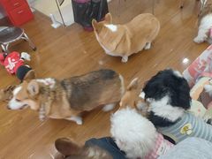 -汪说·狗咖·拼豆·宠物周边DIY(旺城大厦店)
