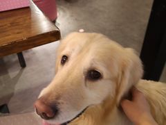 -百好乐宠物友好餐厅(朝外大街店)