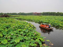 -荷塘月色湿地公园·向阳花洲