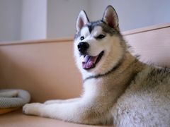 -Husky Go! 哈士奇体验馆·宠物咖啡厅狗咖