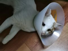 -申普宠物医院·眼科·心内科·影像科(普陀分院)