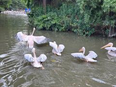 -广州长隆飞鸟乐园