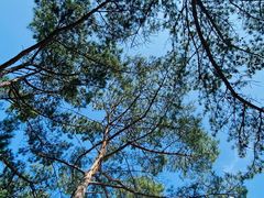 -帽儿山国家森林公园